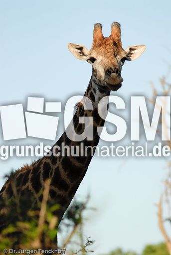 Giraffe (61 von 94).jpg